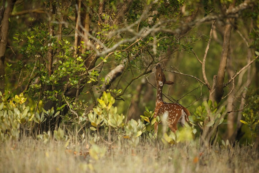 Sundarban one day tour package | Sundarban One Day Trip