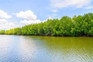 Sundarban tour package