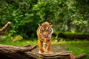 Sundarban tour | Sundarban tour packages