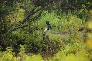 sundarban